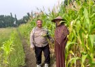 Polisi-Dukung-Ketahanan-Pangan-Petani-Jagung-di-Desa-Betro