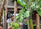 Polsek-Sedati-Dukung-Ketahanan-Pangan-Melalui-Pemanfaatan-Lahan-Pekarangan-Warga-Cemandi