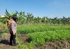 Kanit-Binmas-Polsek-Gedangan-Turun-Langsung-ke-Lahan-Pertanian-Sayuran-dan-cabai-di-Desa-Punggul-untuk-Dukung-Ketahanan-Pangan