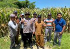 Polsek-Balongbendo-Intensifkan-Pengelolaan-Ketahanan-Pangan-Jagung-Hibrida