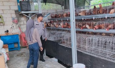 Bhabinkamtibmas-Desa-Keboan-Anom-Bersama-Petani-Ayam-Petelur-Laksanakan-Pengecekan-Kandang-dan-Persiapan-Panen