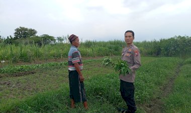 Bhabinkamtibmas-Desa-Jedong-Cangkring-Pantau-Tanaman-Sayur-Desa-Jedong-Cangkring