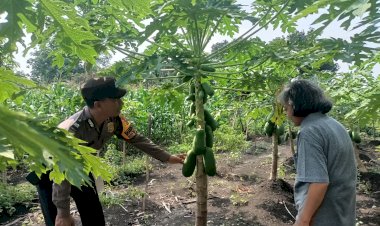 Polsek-Taman-Tinjau-Perkembangan-Lahan-Ketahanan-Tanaman-Pepaya-di-Kelurahan-Sepanjang