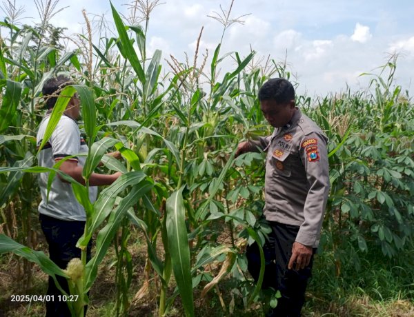 Polsek Tulangan Cek Tanaman Jagung di Desa Kemantren, Wujudkan Swasembada Pangan