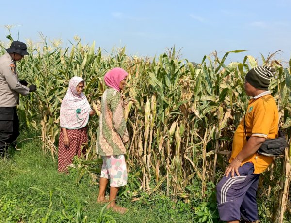Swasembada Pangan Nasional dengan Kelola Lahan Jagung di Balongbendo